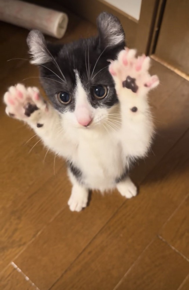 後ろ足で立つ子猫
