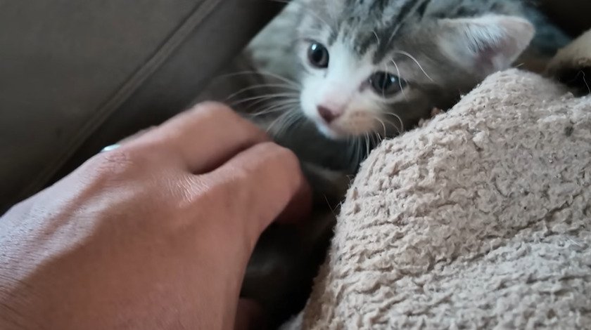 タオルのそばで投稿主さんの手を見つめる子猫