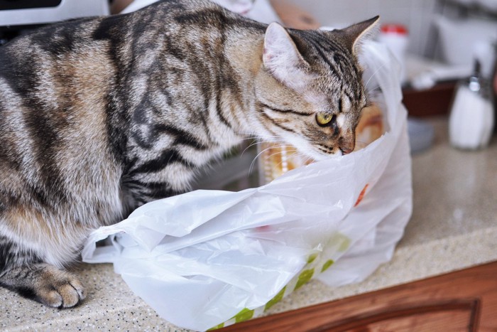 ビニール袋で遊ぶ猫