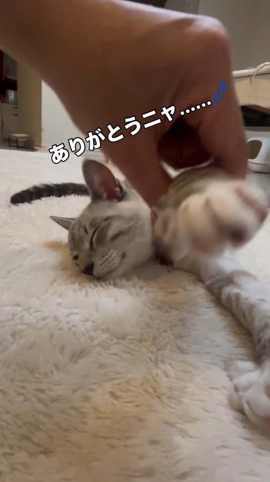 眠っている猫の手に触れる飼い主
