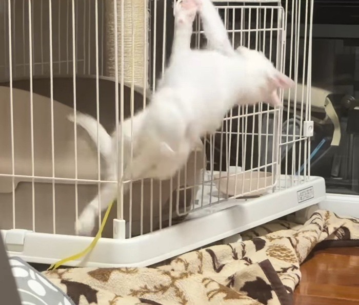 ケージから脱出した子猫