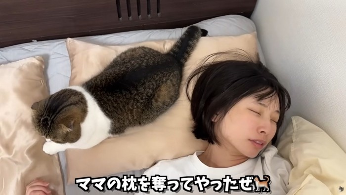 眠っている女性の枕元に座っている猫