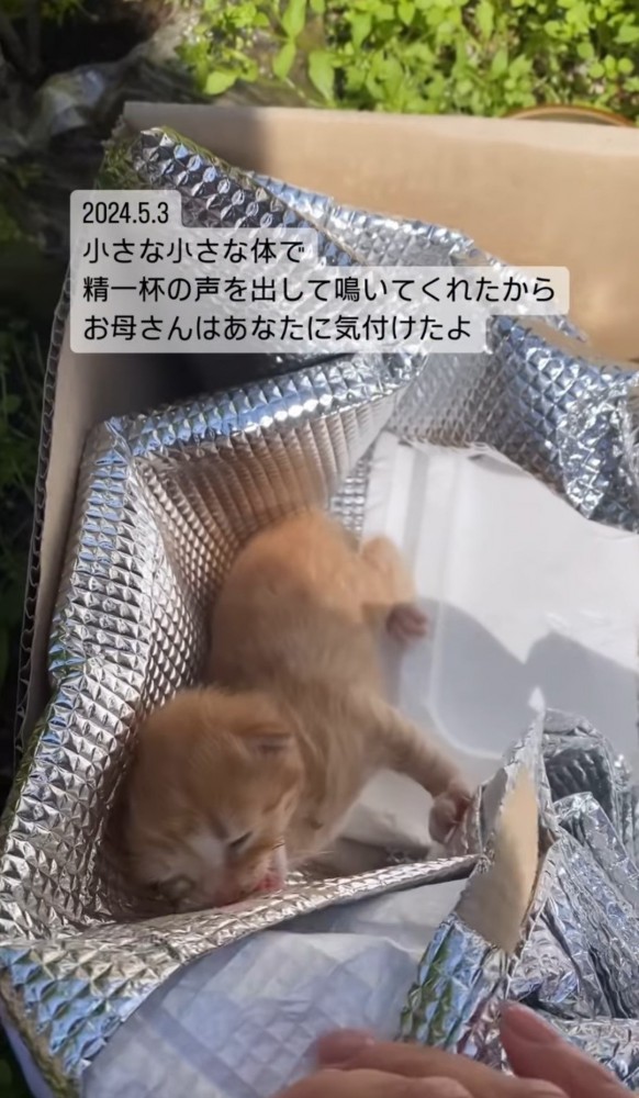 箱の中の子猫