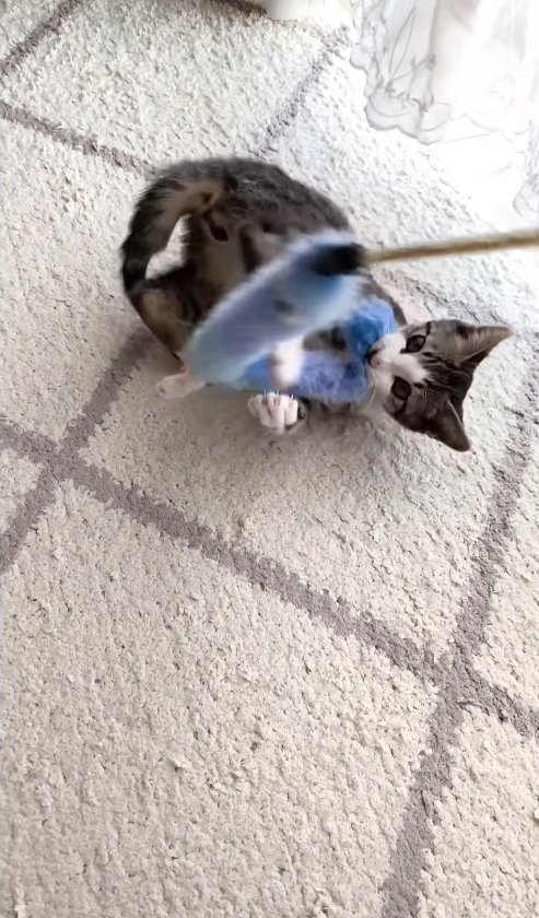 ひっくり返って猫じゃらしをくわえている猫