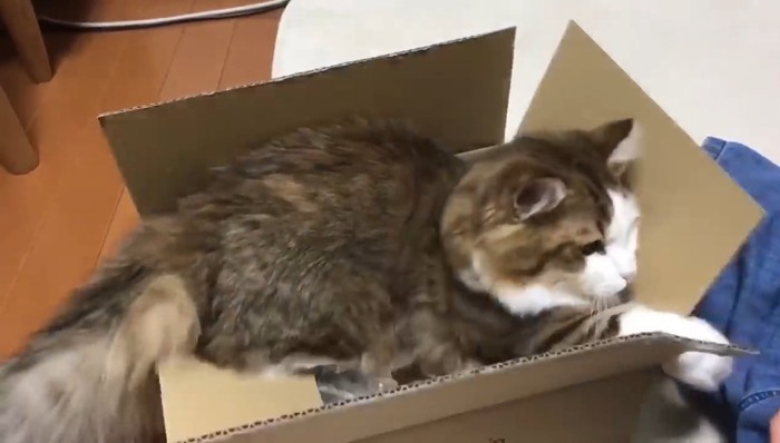 中から猫パンチ