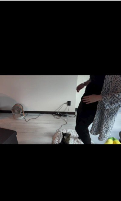 人に抱かれている猫