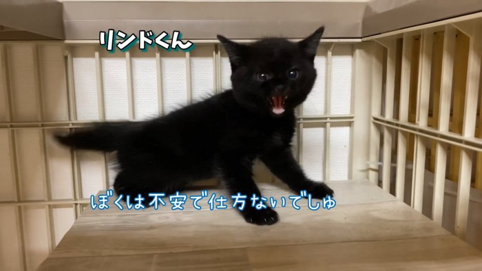 威嚇する黒猫