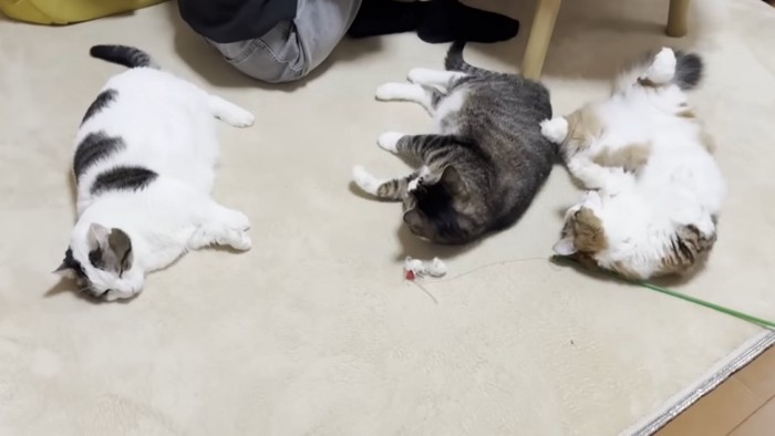 3匹の猫が寝転んでくつろぐ様子