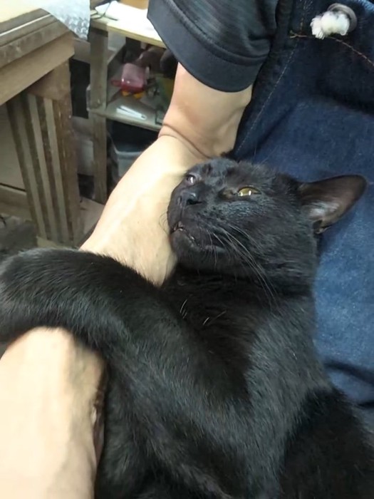 人の腕に抱きつく猫
