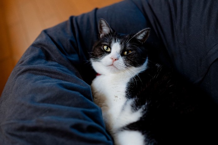 寝床のイメージ画像