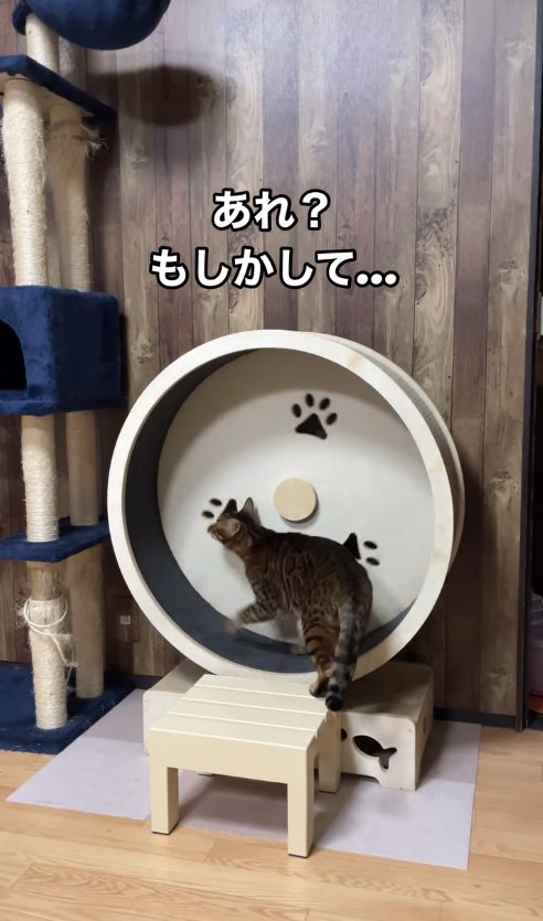 キャットホイールを前足で回している猫「あれ?もしかして…」.jpg