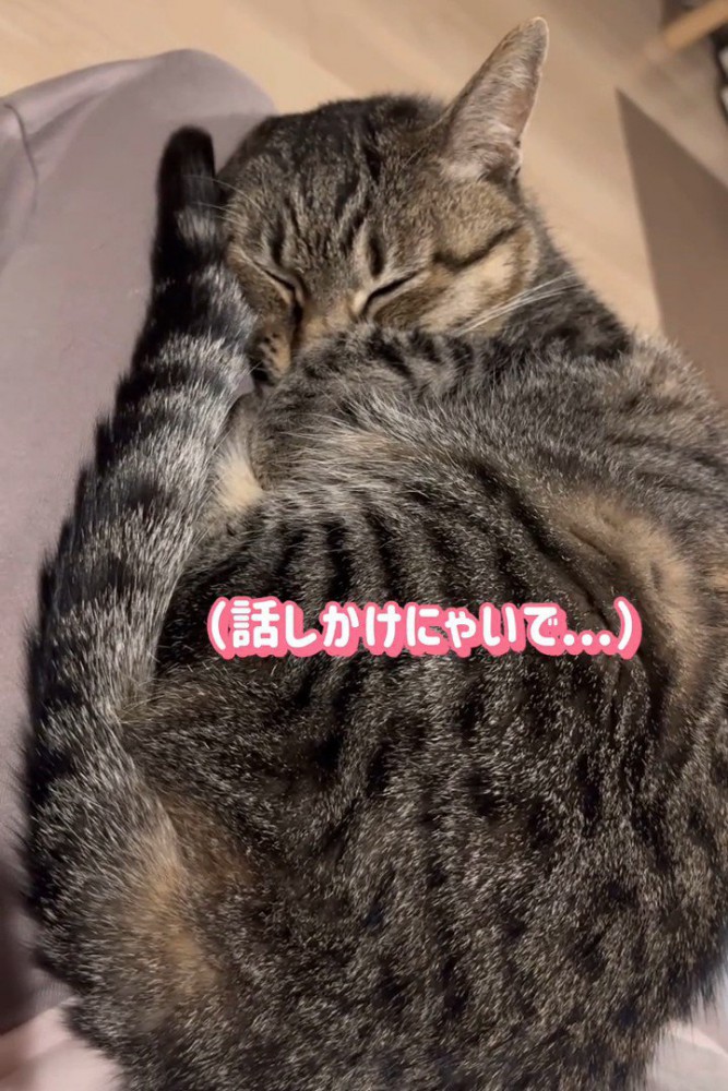寝ている猫