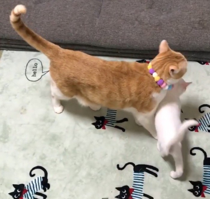 白猫が茶白猫をさえぎる