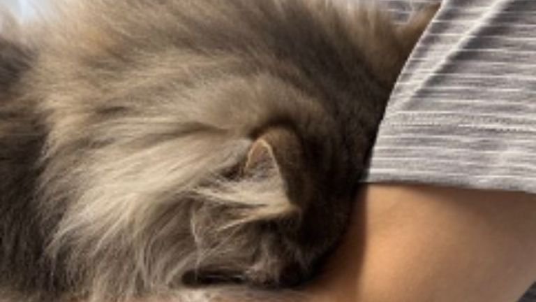 抱かれている猫