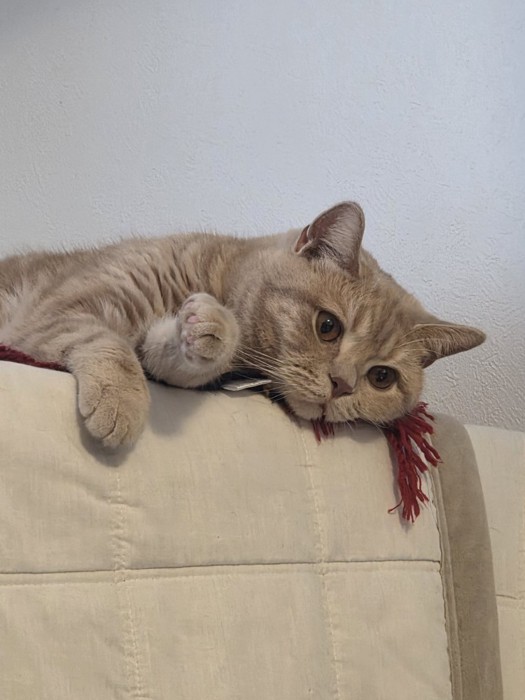 赤いストールの上に寝る猫