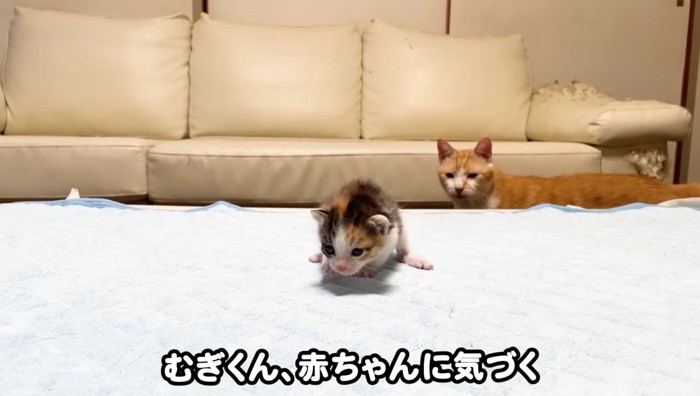 子猫に気づくむぎくん