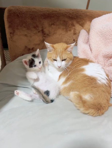 横並びになっている猫と子猫