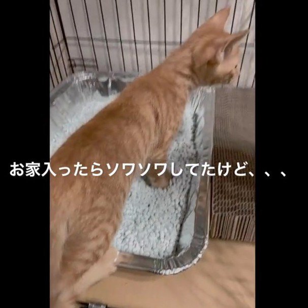 ケージの中に入る子猫