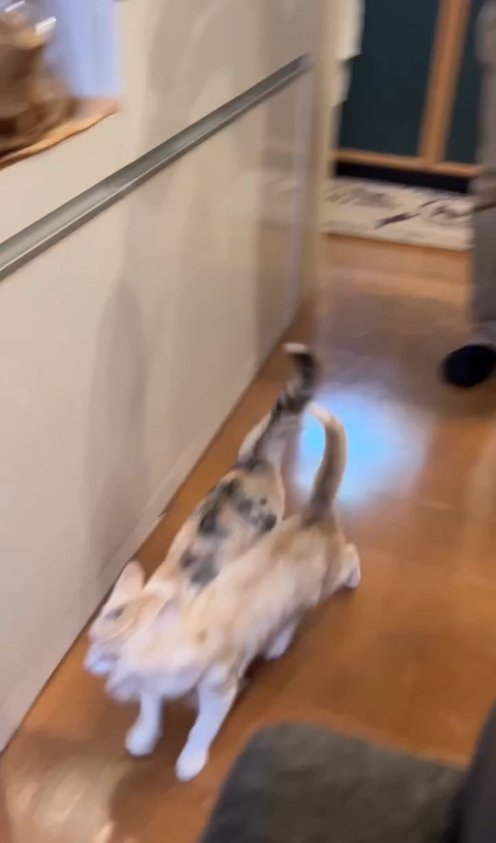 ピッタリ並んで走る2匹の猫