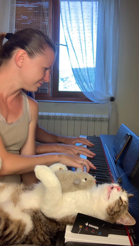 上を向いている猫