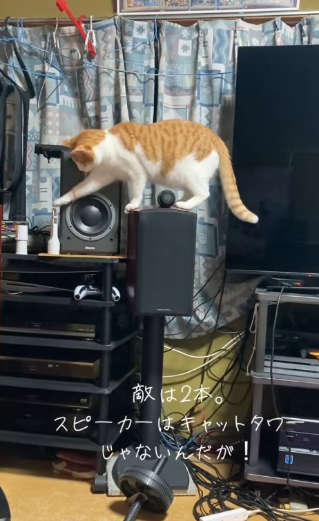 棚の上のものを落とそうとする猫