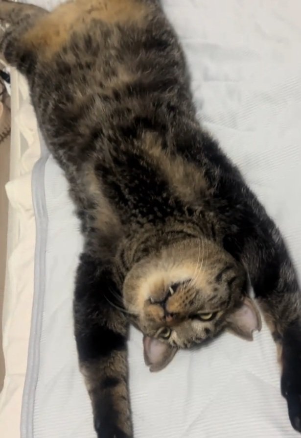 キバを出したまま寝るトラくん