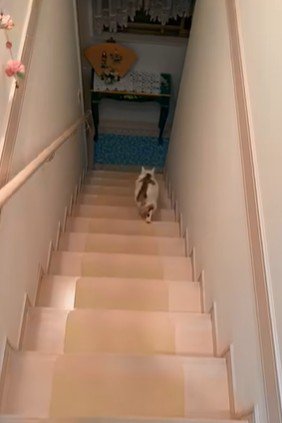 階段を駆け下りる猫