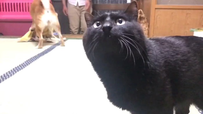 見上げる猫