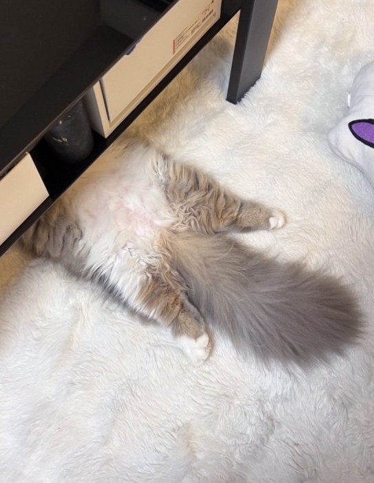 家具の下から見える猫のうしろ足としっぽ