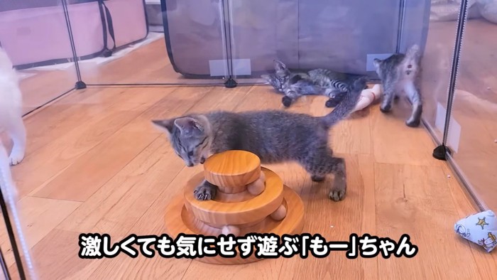 おもちゃで遊ぶ子猫