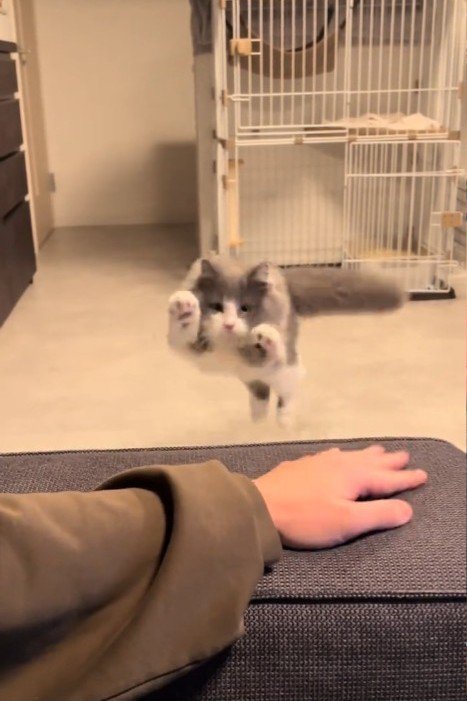 正面から見たジャンプする猫