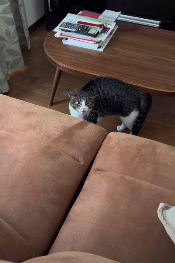 ソファの向こうのはなちゃん