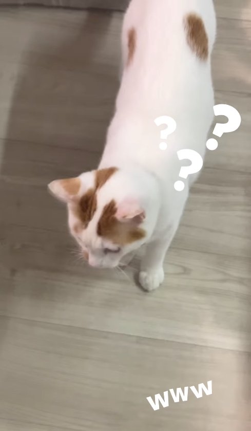 フローリングの上に立っている猫「???」