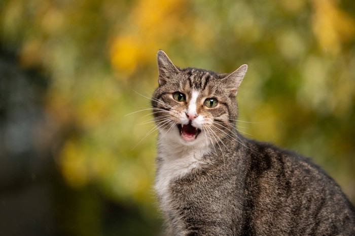 鳴いている猫