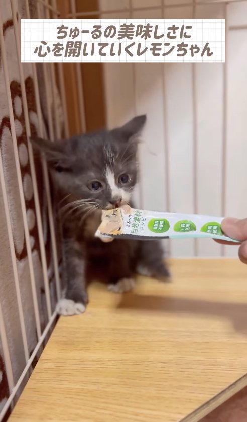 差し出されたちゅーるの袋をくわえている子猫