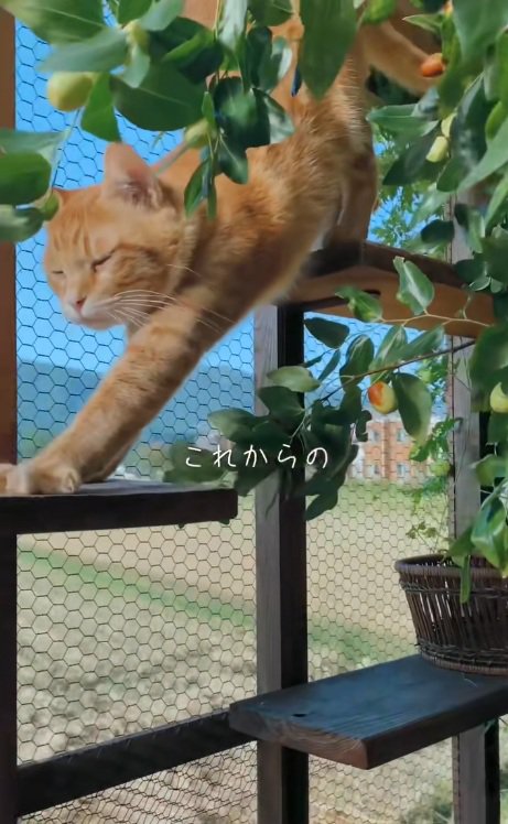 キャットウォークでのびをする猫