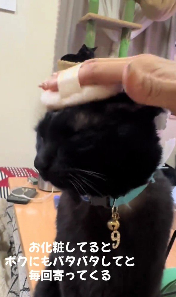 パフでパタパタされているナイトくん