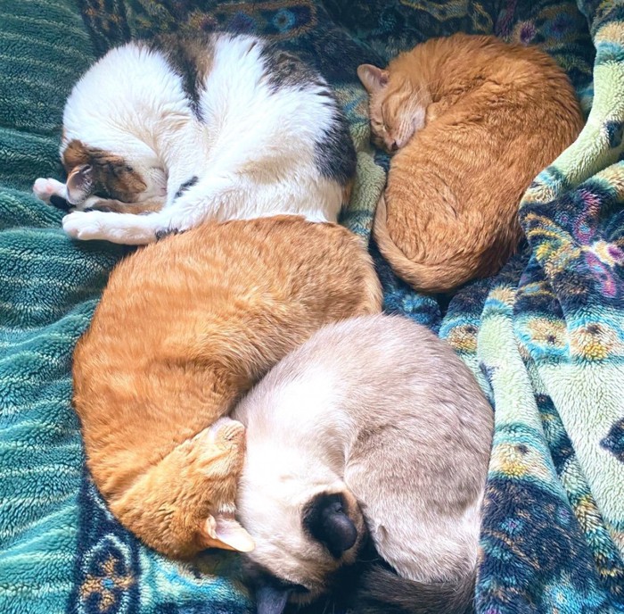 寝ている猫たち