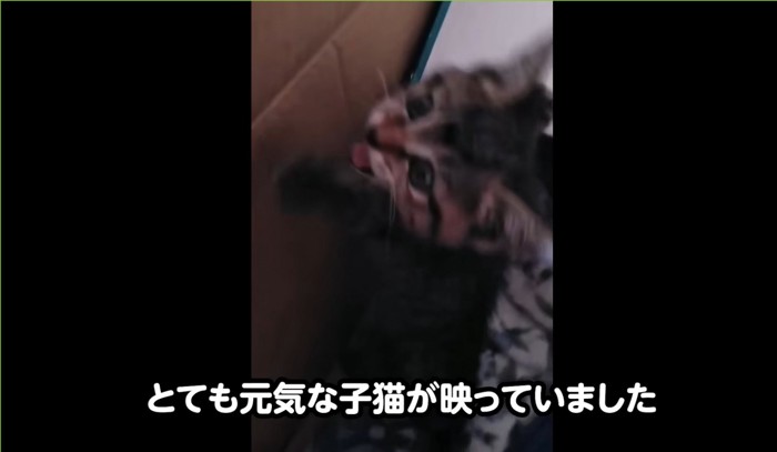 段ボールから出ようとする子猫（とても元気な子猫が映っていました）