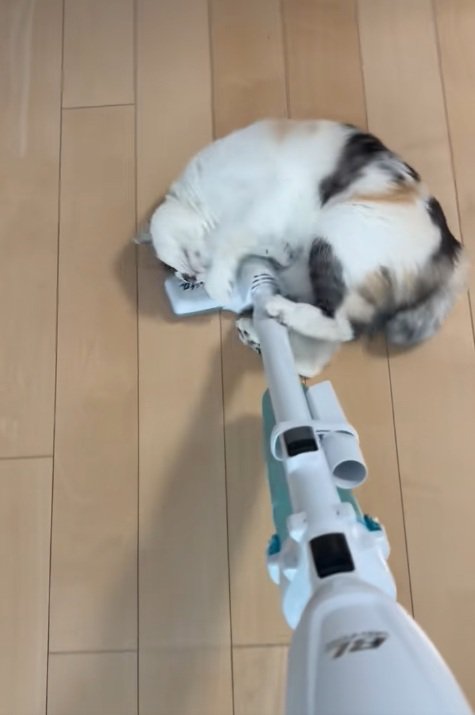 掃除機に背中をこすりつける三毛猫