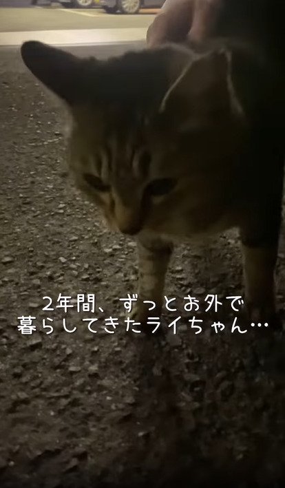 スリスリする猫
