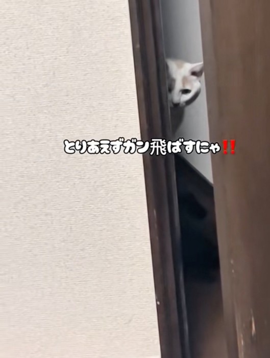 ガンを飛ばす猫
