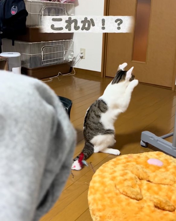 不審な猫