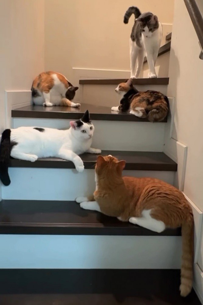 階段にいる猫たち