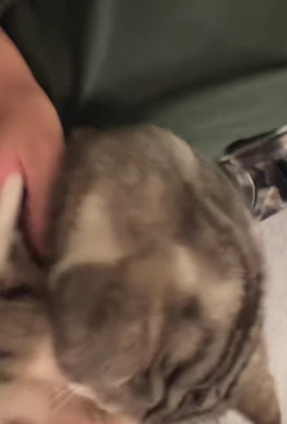 爪を切られる猫