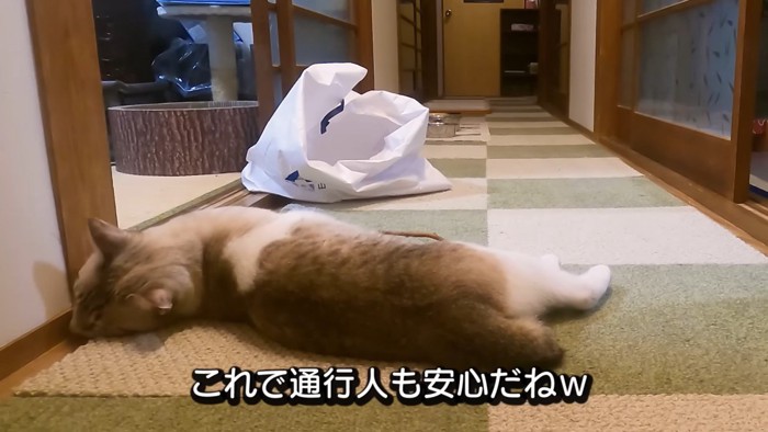 紙袋の傍で寝そべる猫