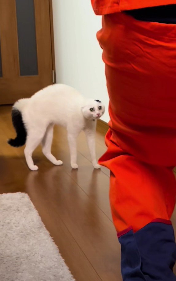 「警戒しているハクちゃん