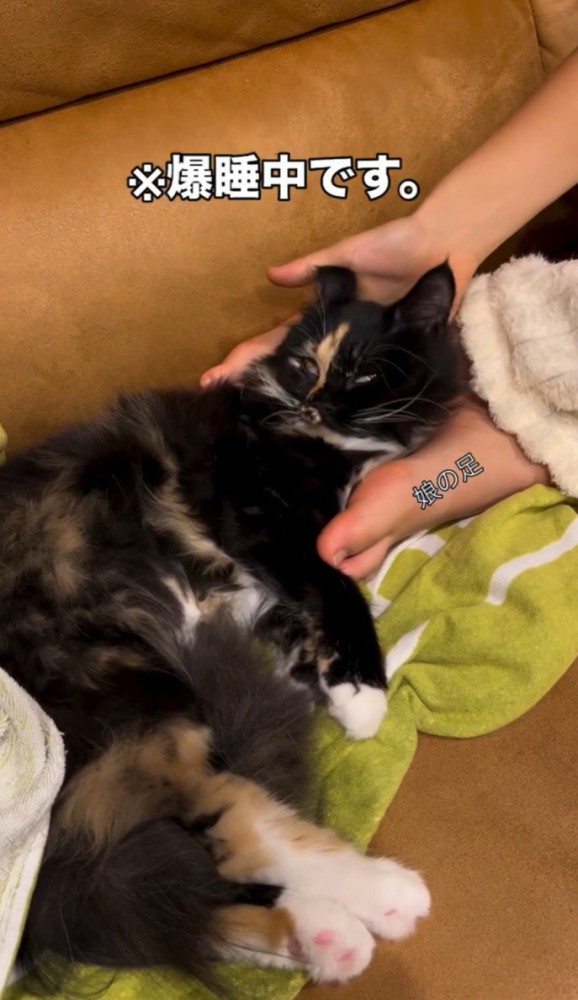 猫の頭を持ち上げる