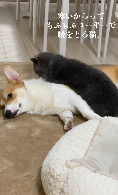 犬の上に乗る猫