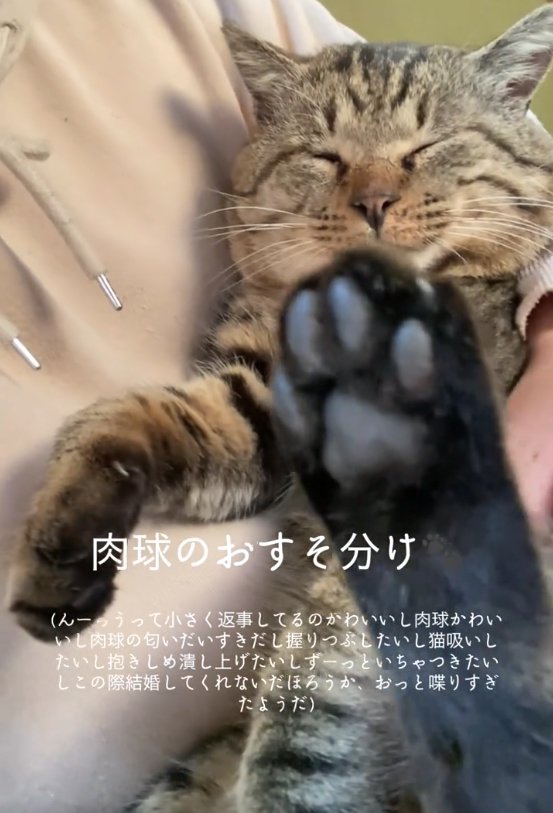 抱っこされて目を瞑っている猫